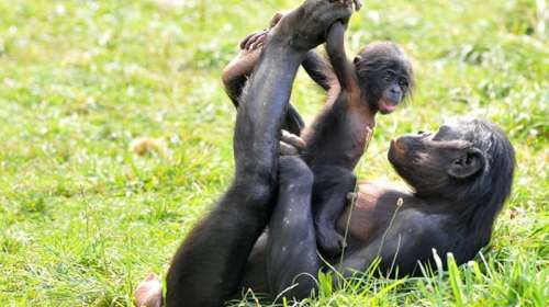 120050-bebe-bonobo