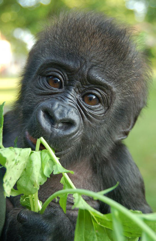 bébé gorille parc zoologique la vallée des singes