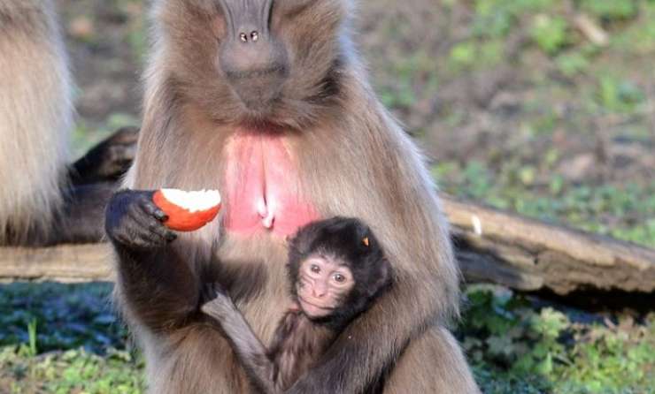 bébé singe Parc animalier vallée des singes Nouvelle Aquitaine