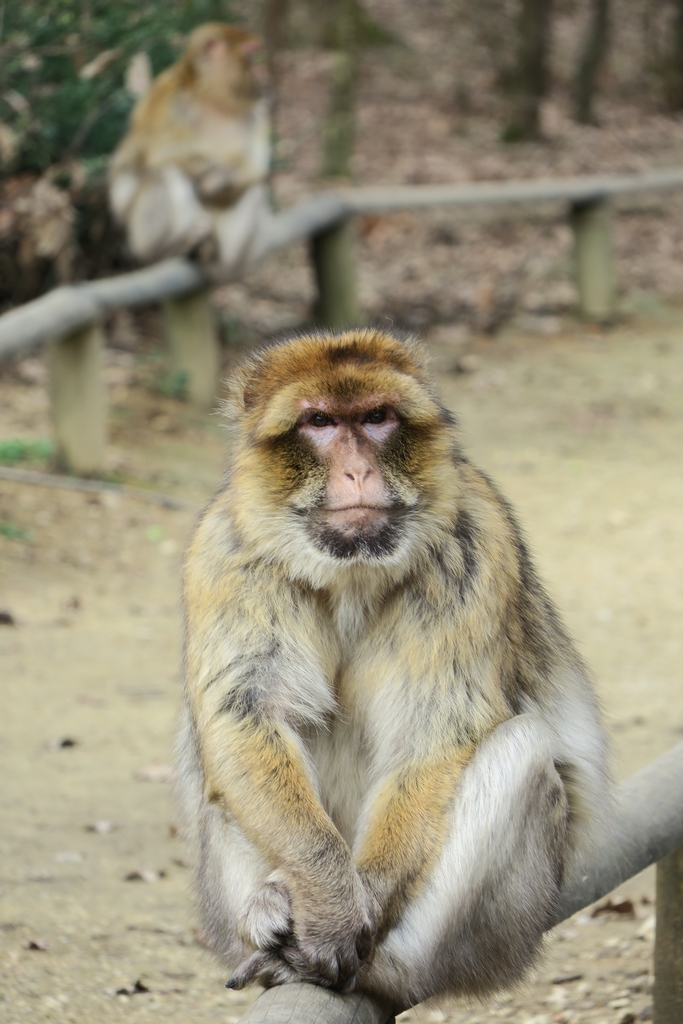 Magot de la Vallée des singes, parc zoologique et animalier près de Poitiers (86) dans le Poitou-Charentes (Nouvelle-Aquitaine)