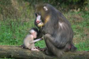 Vallée des singes - parc animalier et zoologique