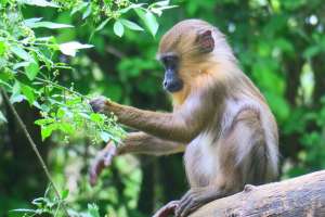 Vallée des singes - parc animalier et zoologique