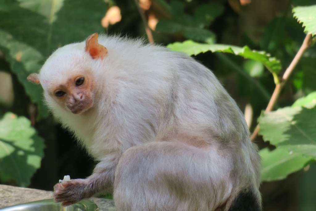 Territoire N 17 Parc Animalier De La Vallee Des Singes