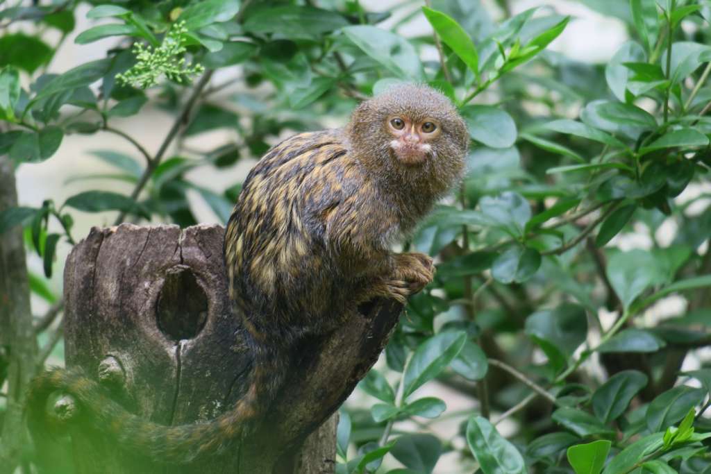 Territoire N 8 Parc Animalier De La Vallee Des Singes