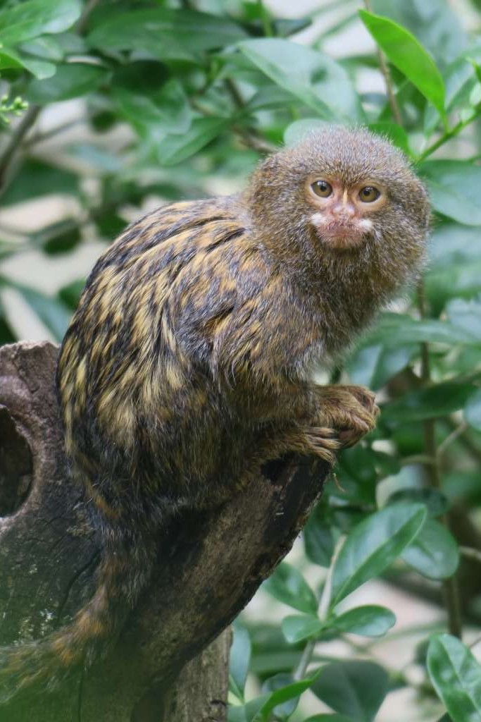 Pygmée de la Vallée des singes, parc zoologique et animalier près de Poitiers (86) dans le Poitou-Charentes (Nouvelle-Aquitaine)