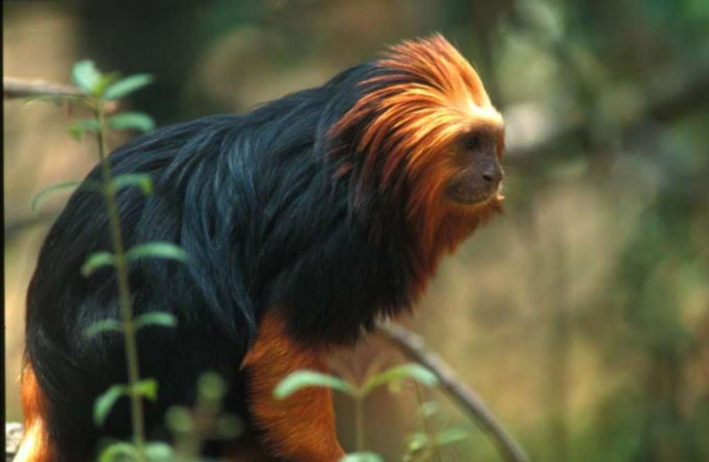 Tamarin empereur - Nature et Zoo : l'actualité des zoos en France