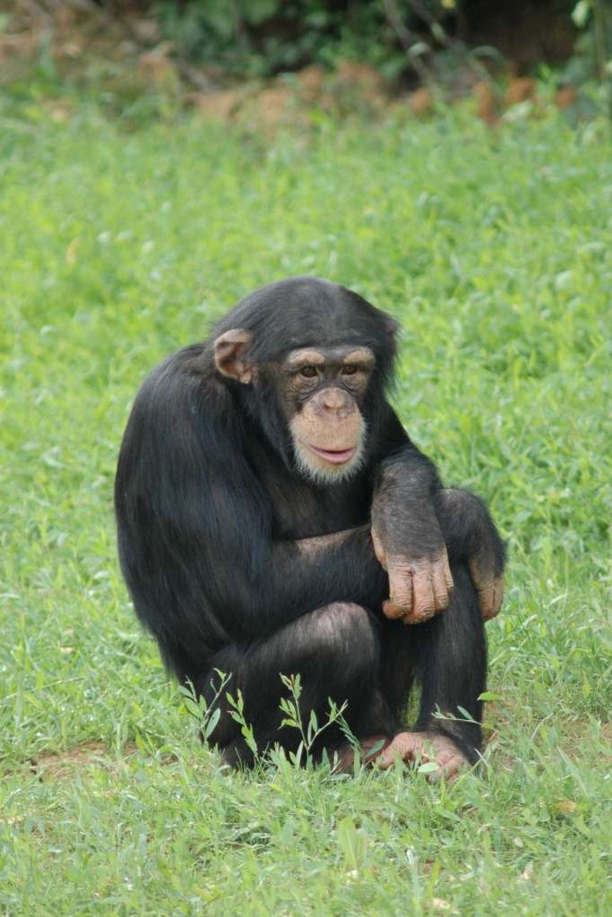 Chimpanzé de la Vallée des singes, parc zoologique et animalier près de Poitiers (86) dans le Poitou-Charentes (Nouvelle-Aquitaine)