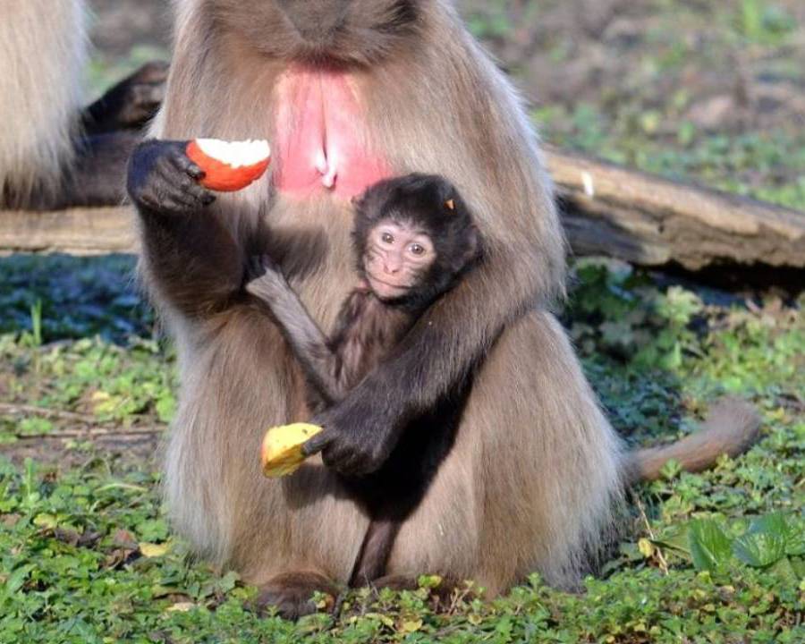 Bebe Gelada La Vallee Des Singes