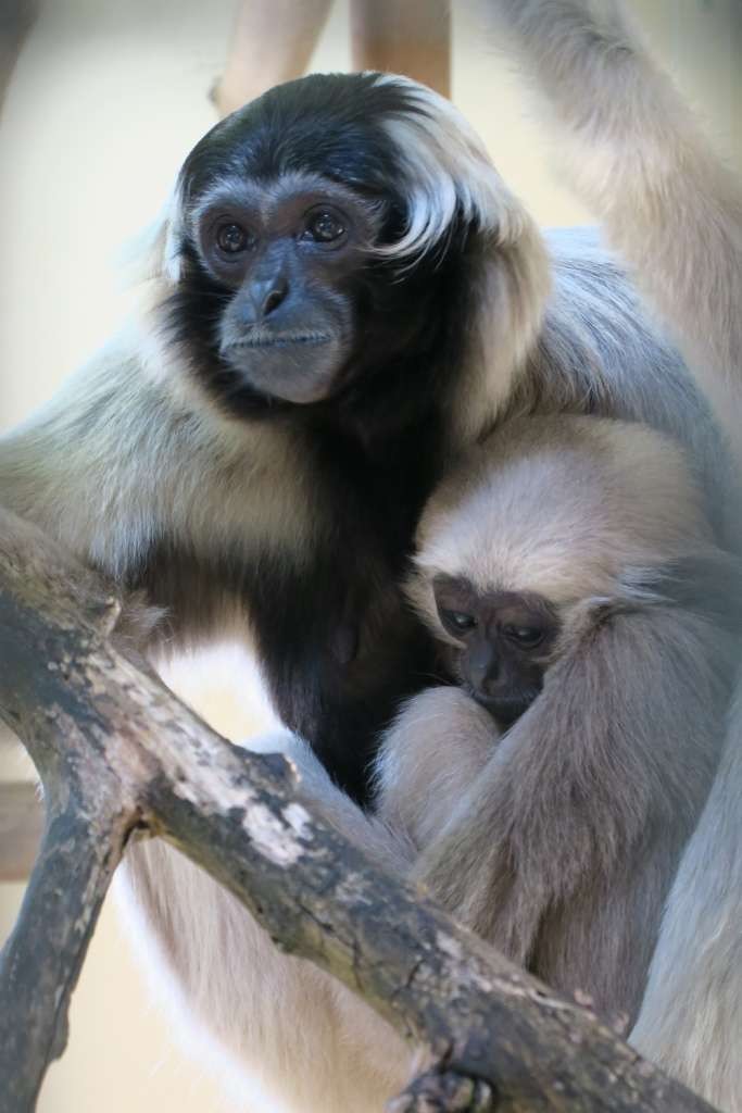 Gibbon Bonnet de la Vallée des singes, parc zoologique et animalier près de Poitiers (86) dans le Poitou-Charentes (Nouvelle-Aquitaine)