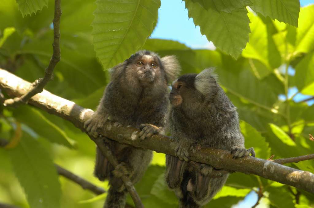 Territoire N 17 Parc Animalier De La Vallee Des Singes