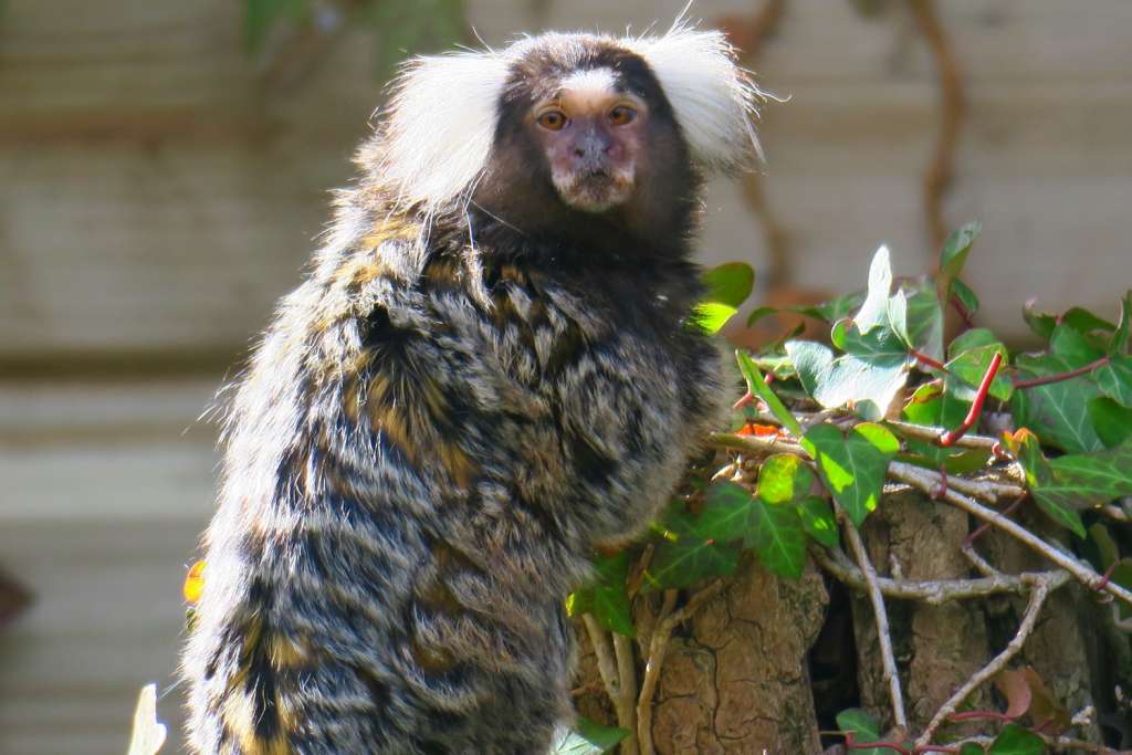 Territoire N 17 Parc Animalier De La Vallee Des Singes