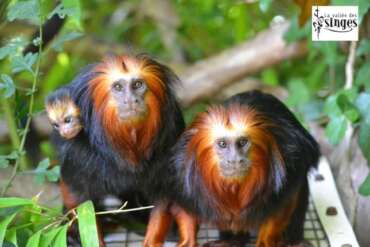 Tamarin lion à tête dorée