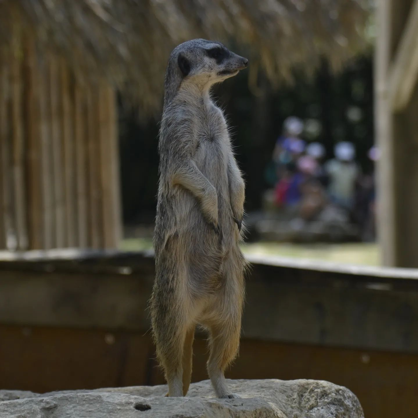 parc animalier,La Vallée des Singes